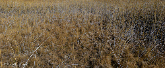Patagonia Grasses 12.jpg