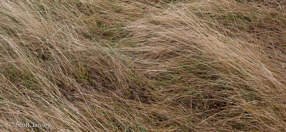 Patagonia Grasses 09.jpg