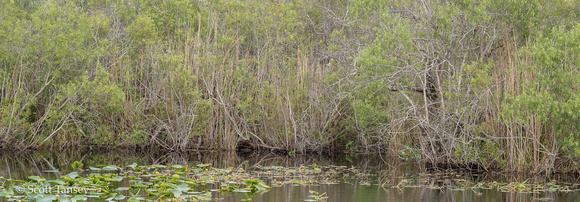 Everglades_004.jpg