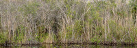 Everglades_012.jpg