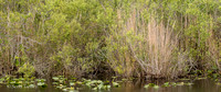 Everglades_008.jpg