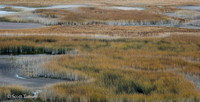 Patagonia Grasses 03.jpg