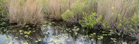 Everglades_003.jpg