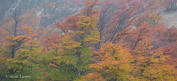 Lengas Fall Color on Mountain 05.jpg