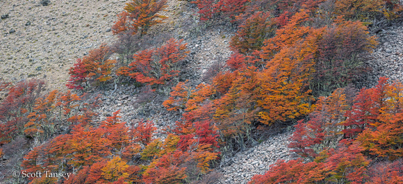 Lengas Fall Color on Mountain 06.jpg