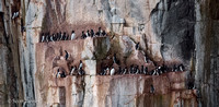 Alkefjellet Bird Cliff 02