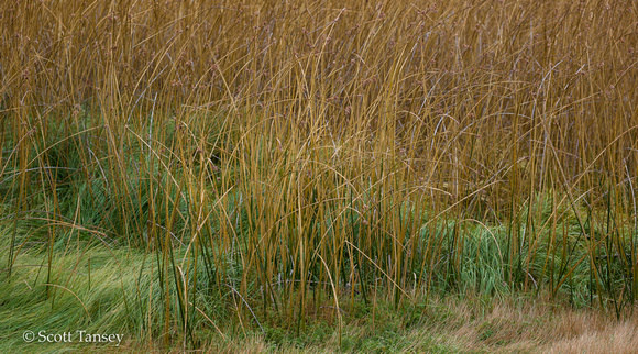 Patagonia Grasses 04.jpg