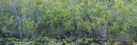 Everglades_010.jpg
