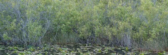 Everglades_010.jpg