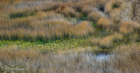 Patagonia Grasses 02.jpg