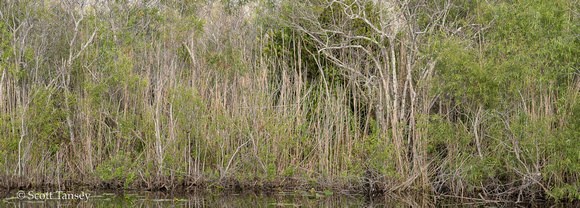 Everglades_005.jpg