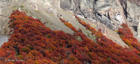 Lengas Fall Color on Mountain 02.jpg