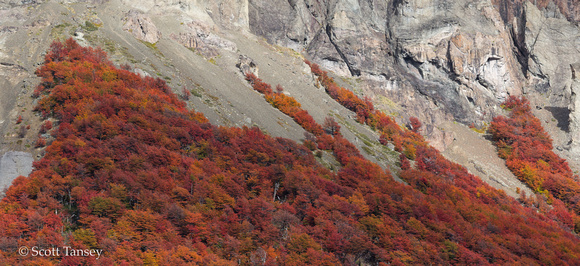 Lengas Fall Color on Mountain 02.jpg