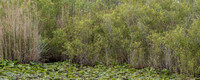Everglades_007.jpg