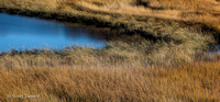 Patagonia Grasses 10.jpg